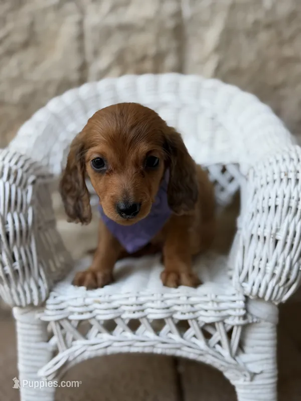 Lowrider – Miniature Dachshund puppy for sale in Fort Worth, TX