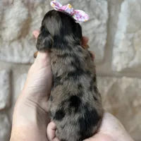 Tator Tot, a female Miniature Dachshund for sale in Fort Worth, TX – 2 of 3