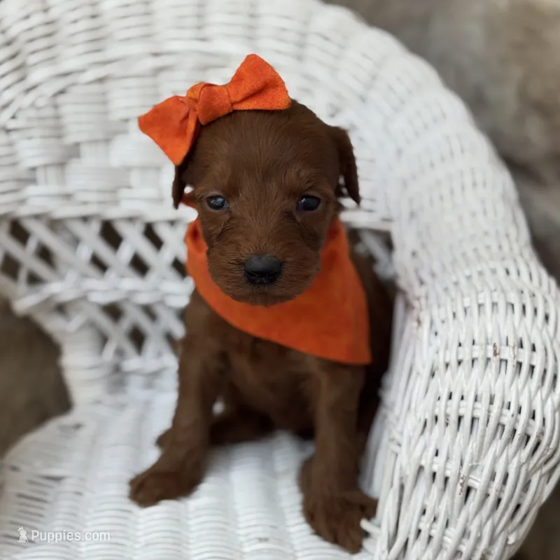 Penny – Miniature Goldendoodle puppy for sale in Fort Worth, TX
