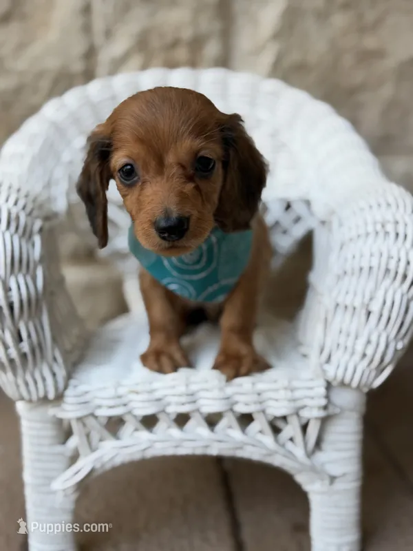 Longfellow – Miniature Dachshund puppy for sale in Fort Worth, TX
