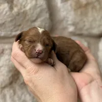 Fabian, a male Cavapoo for sale in Fort Worth, TX – 2 of 2