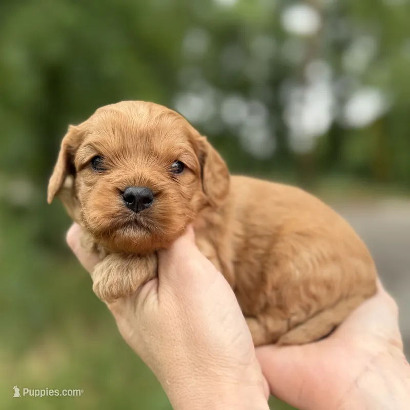 Lenny – Cavapoo puppy for sale in Dallas, TX