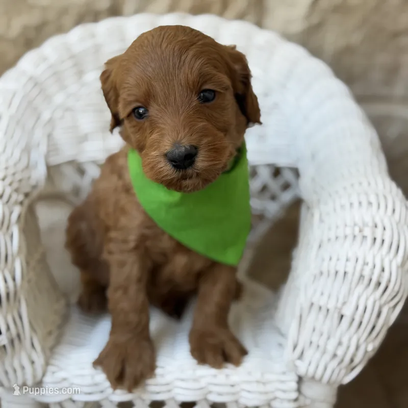 Gizmo – Miniature Goldendoodle puppy for sale in Fort Worth, TX