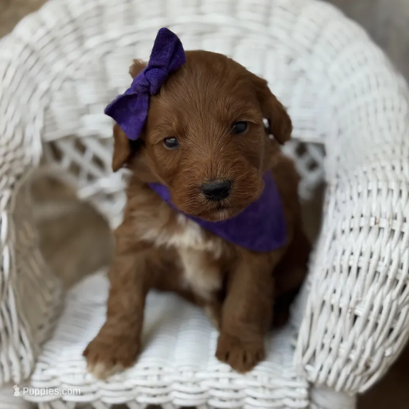 Petunia  – Miniature Goldendoodle puppy for sale in Fort Worth, TX