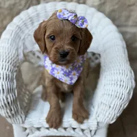 Daphne, a female Cavapoo for sale in Fort Worth, TX – 1 of 1