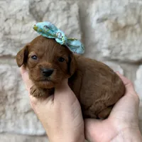 Sissy, a female Cavapoo for sale in Dallas, TX – 3 of 3