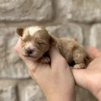 Flo, a female Cavapoo for sale in Fort Worth, TX – 2 of 2