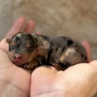 Tator Tot, a female Miniature Dachshund for sale in Fort Worth, TX – 3 of 3