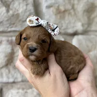 Sally, a female Cavapoo for sale in Dallas, TX – 2 of 2
