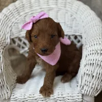 Polly, a female Miniature Goldendoodle for sale in Fort Worth, TX – 1 of 1