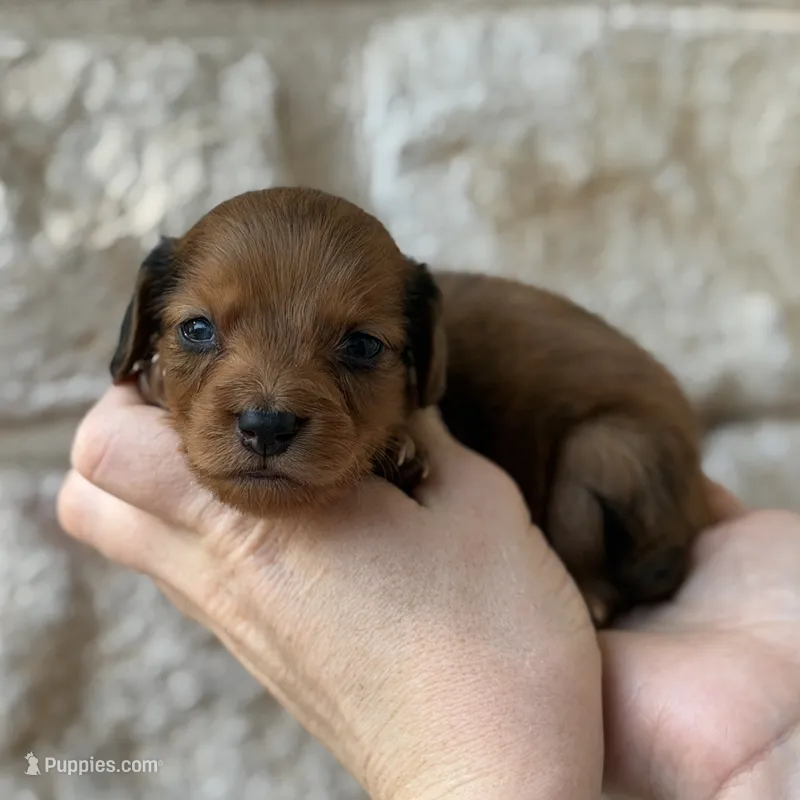 Longfellow – Miniature Dachshund puppy for sale in Fort Worth, TX