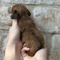 Lowrider, a male Miniature Dachshund for sale in Fort Worth, TX – 2 of 2