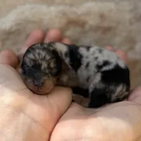 Noodle, a female Miniature Dachshund for sale in Fort Worth, TX – 3 of 3