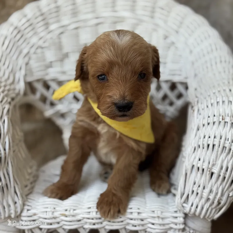 Payton  – Miniature Goldendoodle puppy for sale in Fort Worth, TX