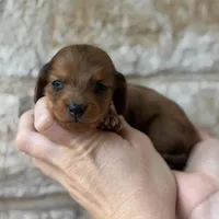Lowrider, a male Miniature Dachshund for sale in Fort Worth, TX – 1 of 2