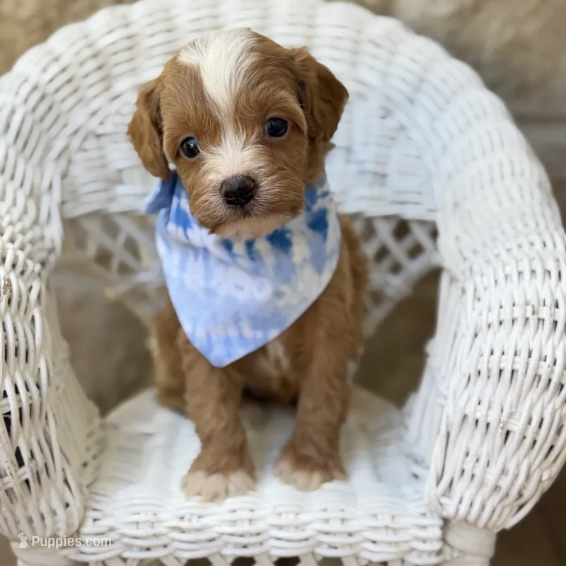 Freddie, a male Cavapoo for sale in Fort Worth, TX – 1 of 2