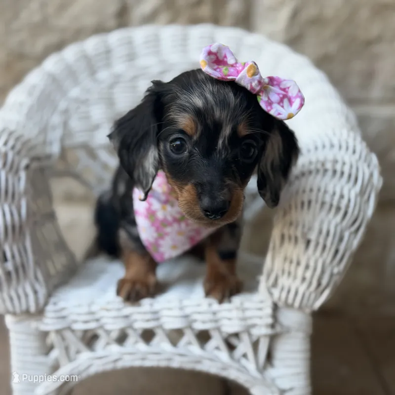 Noodle – Miniature Dachshund puppy for sale in Fort Worth, TX