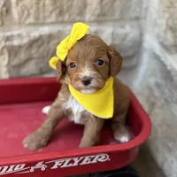Swayze , a female Cavapoo for sale in Dallas, TX – 1 of 2