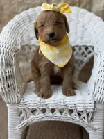 Lady, a female Miniature Goldendoodle for sale in Dallas, TX – Photo 2 of 2