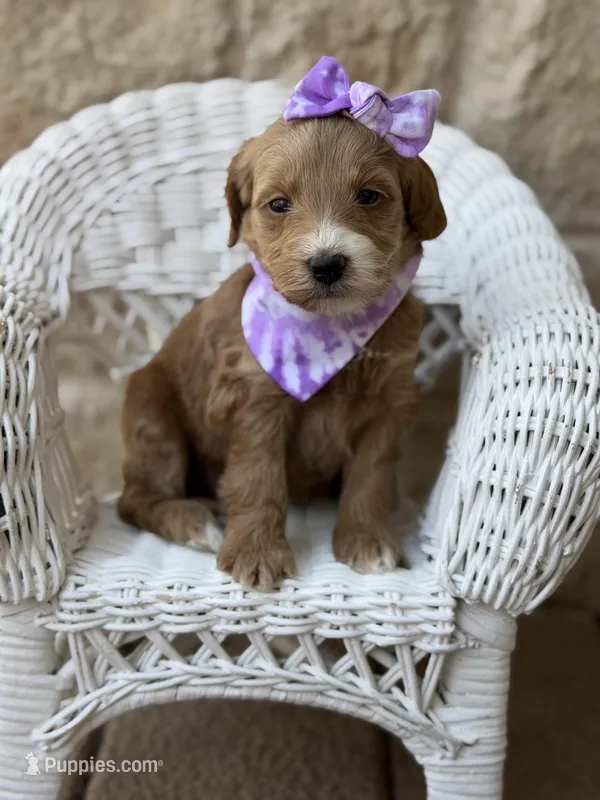 Lady – Miniature Goldendoodle puppy for sale in Dallas, TX
