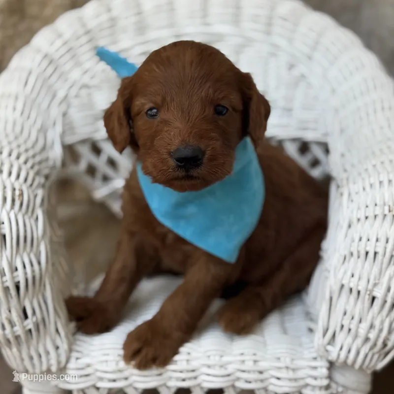 Pete – Miniature Goldendoodle puppy for sale in Fort Worth, TX