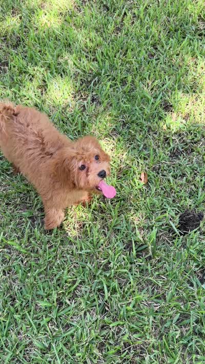 Shelly, a female Cavapoo for sale in Fort Worth, TX – 9 of 9