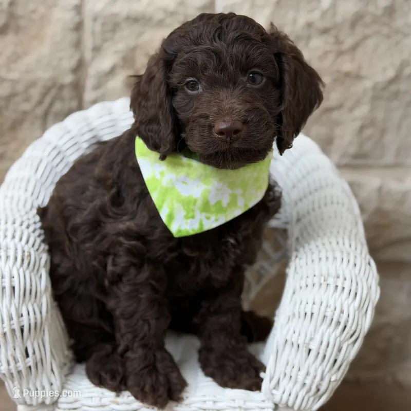 Doc – Cockapoo puppy for sale in Dallas, TX
