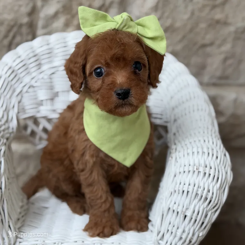 Shelly – Cavapoo puppy for sale in Fort Worth, TX