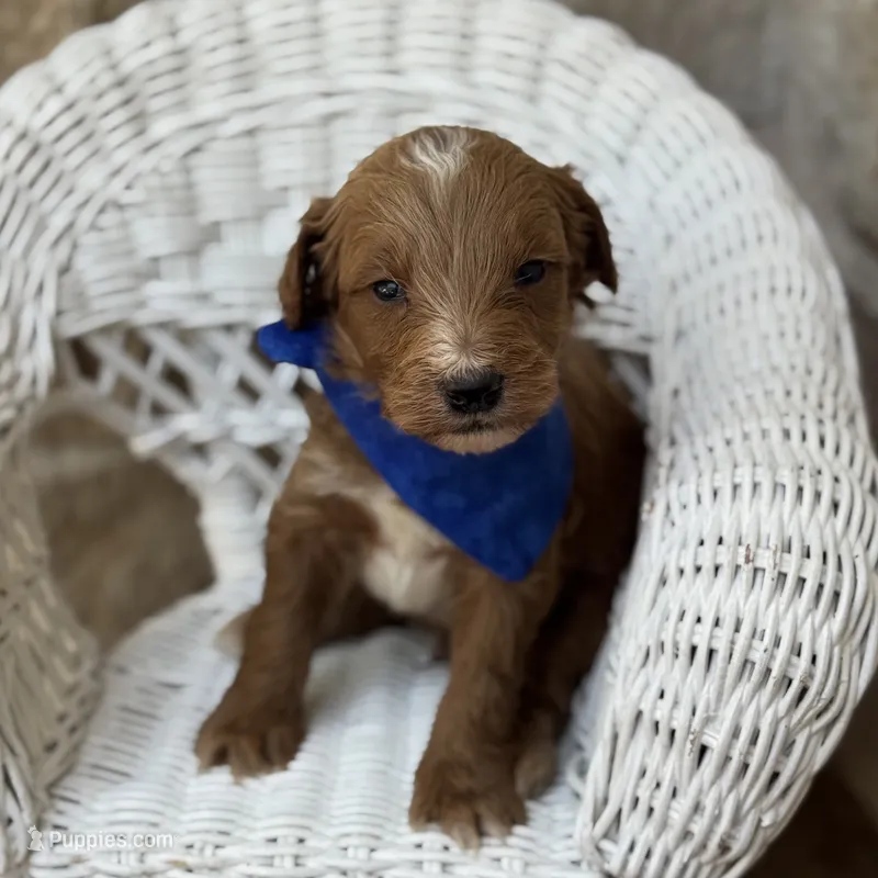 Pyro – Miniature Goldendoodle puppy for sale in Fort Worth, TX