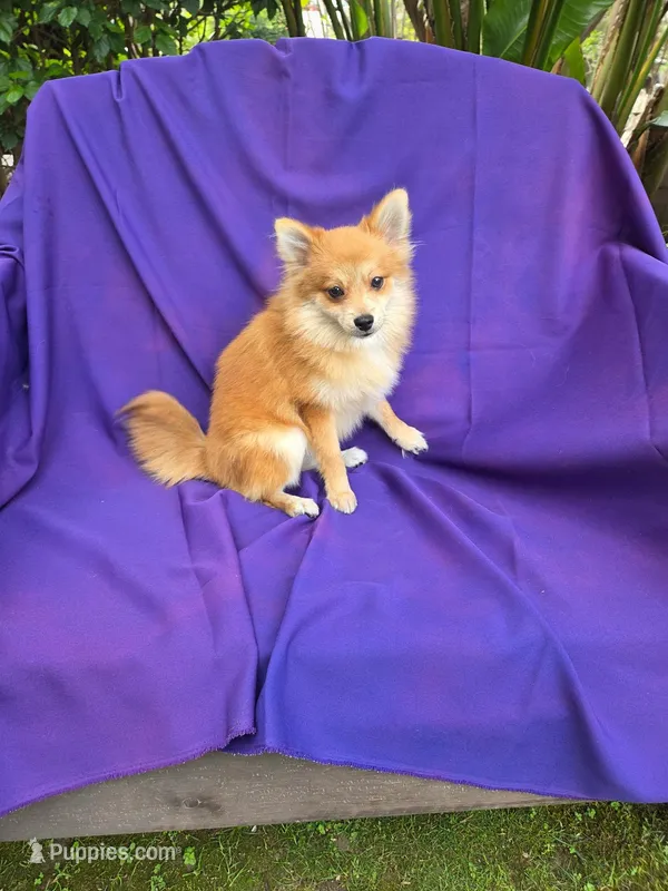 Max, a male Pomeranian for sale in La Habra, CA – Photo 1 of 2