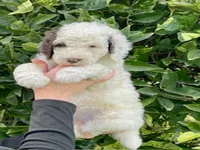 Bentley, a male Poodle - Standard  for sale in Bakersfield, CA – 2 of 2