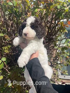 Bentley – Poodle - Standard  puppy for sale in Bakersfield, CA