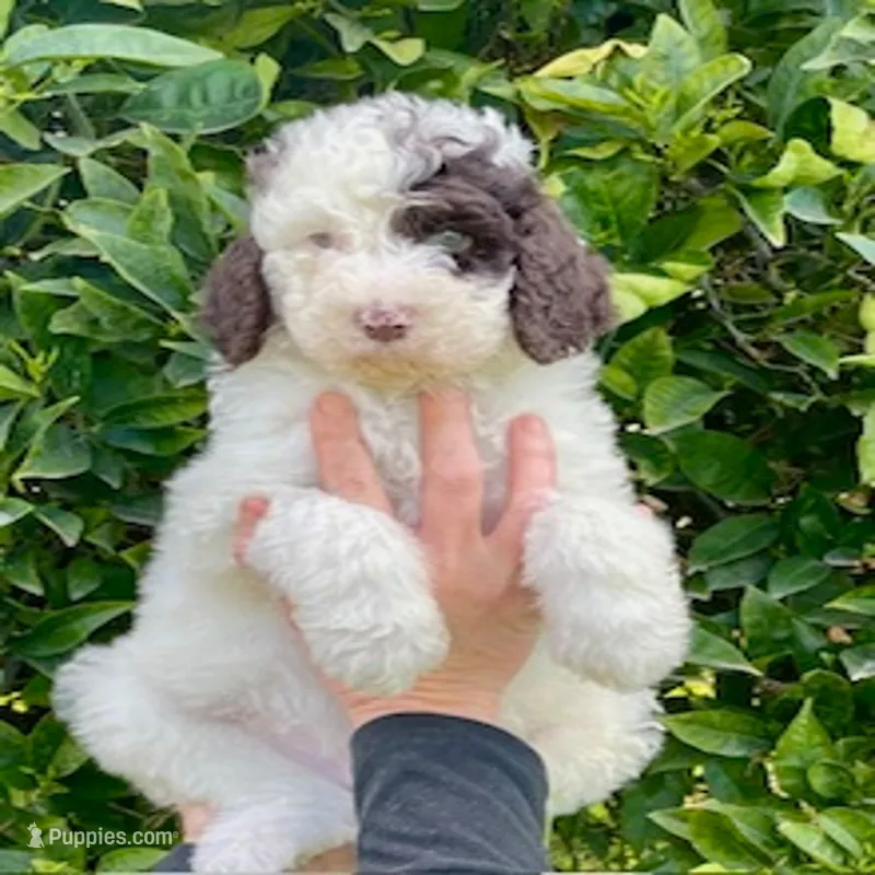 Hunter – Poodle - Standard  puppy for sale in Bakersfield, CA