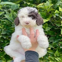 Hunter, a male Poodle - Standard  for sale in Bakersfield, CA – 1 of 1