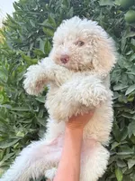 Zoe, a female Poodle - Standard  for sale in Bakersfield, CA – 1 of 1