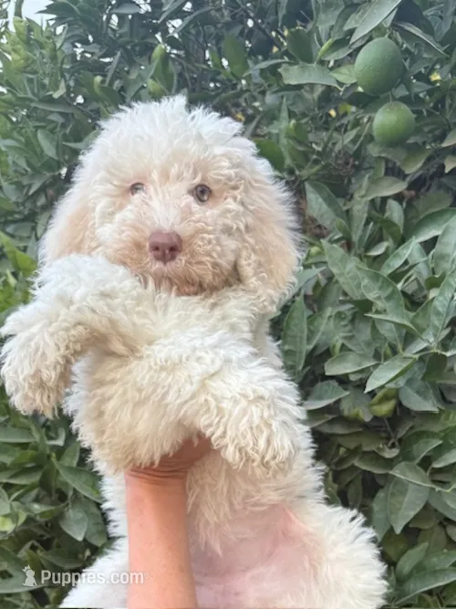 Toby – Poodle - Standard  puppy for sale in Bakersfield, CA