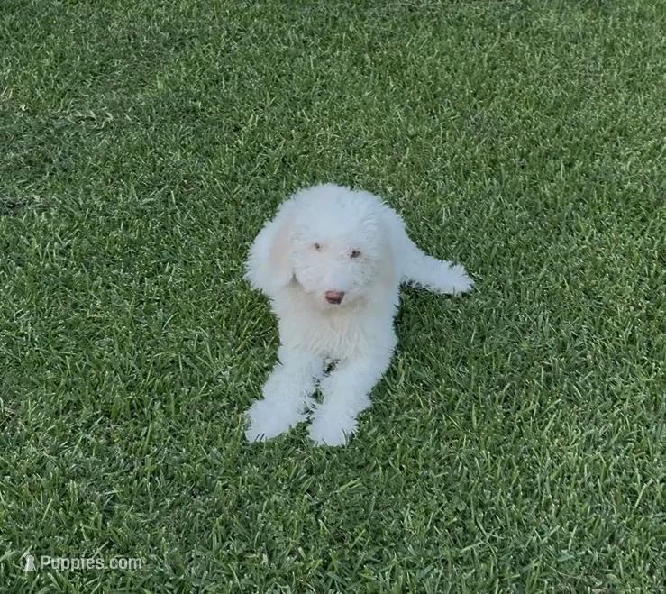 Zoe – Poodle - Standard  puppy for sale in Bakersfield, CA