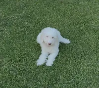 Zoe, a female Poodle - Standard  for sale in Bakersfield, CA – 1 of 1