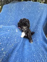 Bella , a female Shihpoo for sale in La Habra, CA – Photo 2 of 2