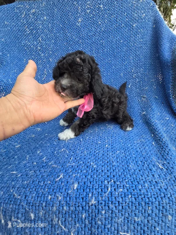 Bella , a female Shihpoo for sale in La Habra, CA – Photo 1 of 2