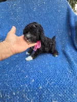 Bella , a female Shihpoo for sale in La Habra, CA – Photo 1 of 2