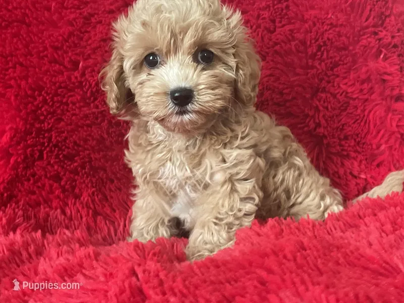 Leo – Poodle - Toy  puppy for sale in La Habra, CA