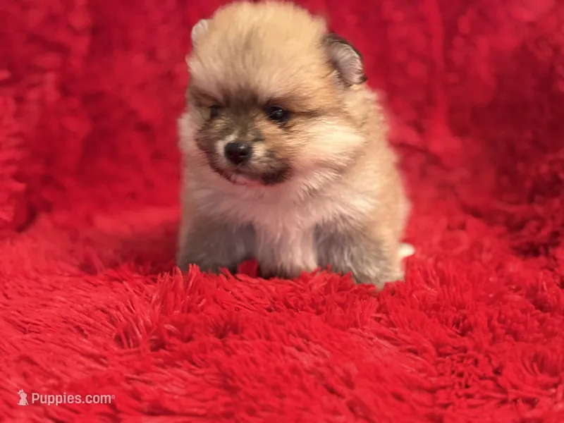 Luna – Pomeranian puppy for sale in La Habra, CA