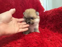 Luna, a female Pomeranian for sale in La Habra, CA – Photo 2 of 4