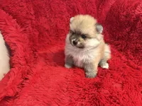 Luna, a female Pomeranian for sale in La Habra, CA – Photo 4 of 4