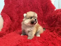 Luna, a female Pomeranian for sale in La Habra, CA – Photo 3 of 4