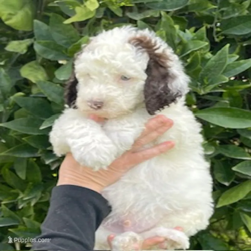 Bailey – Poodle - Standard  puppy for sale in Bakersfield, CA