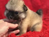 Bella, a female Pomeranian for sale in La Habra, CA – Photo 2 of 3