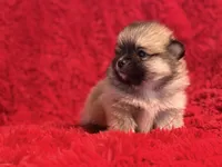 Bella, a female Pomeranian for sale in La Habra, CA – Photo 3 of 3