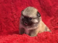 Bella, a female Pomeranian for sale in La Habra, CA – Photo 1 of 3